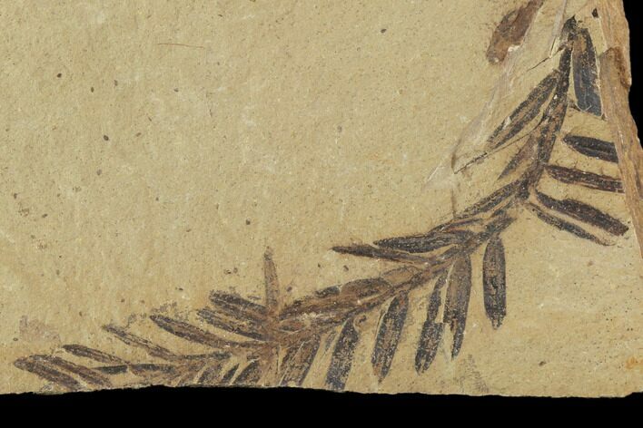 Metasequoia (Dawn Redwood) Fossils - Montana #102340